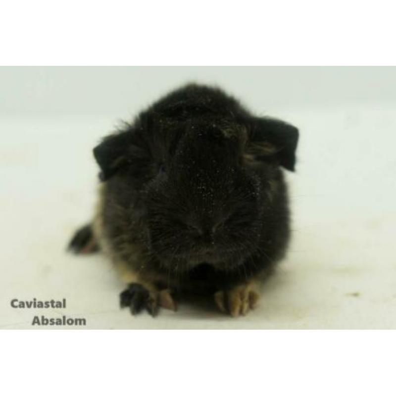 Zwart buff peruvian cavia (2)
