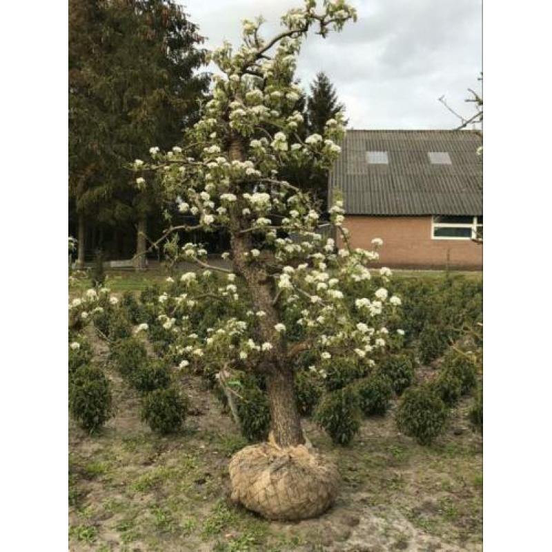 Oude peren. In 1949 geplant. Oude fruitbomen appel,kers,Peer