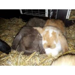Lieve jonge Franse Hangoor Konijnen