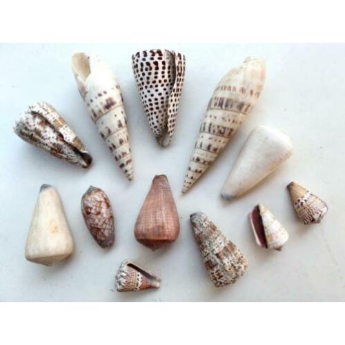 Fraaie collectie van 12 oude schelpen