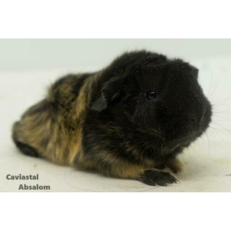 Zwart buff peruvian cavia (2)
