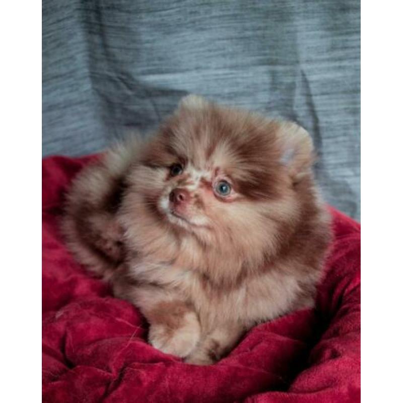 Choco merle Pomeranian/Pomeriaan teefje