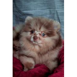 Choco merle Pomeranian/Pomeriaan teefje