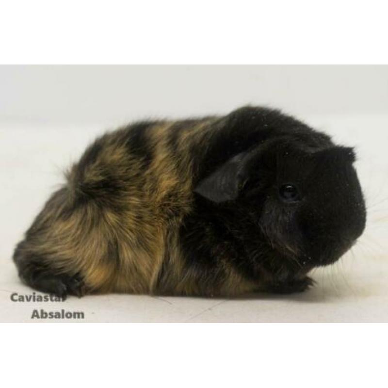Zwart buff peruvian cavia (2)