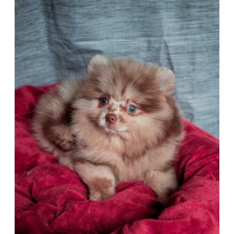 Choco merle Pomeranian/Pomeriaan teefje