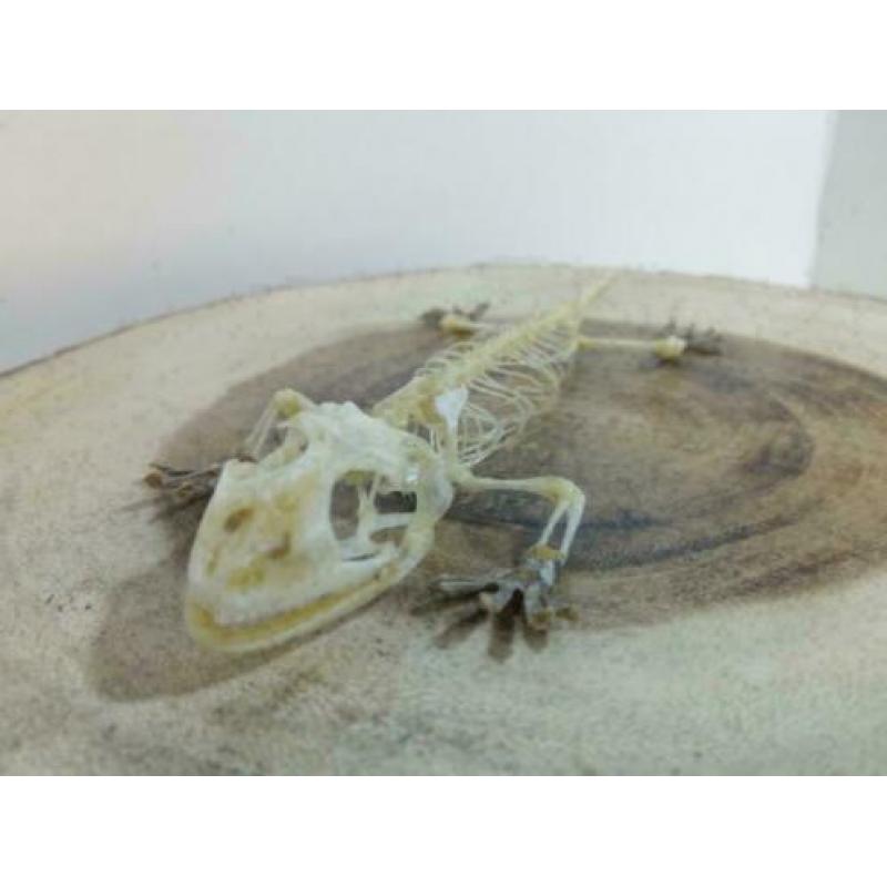 Gecko skelet +/- 20cm