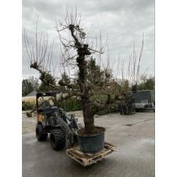 Oude peren. In 1949 geplant. Oude fruitbomen appel,kers,Peer