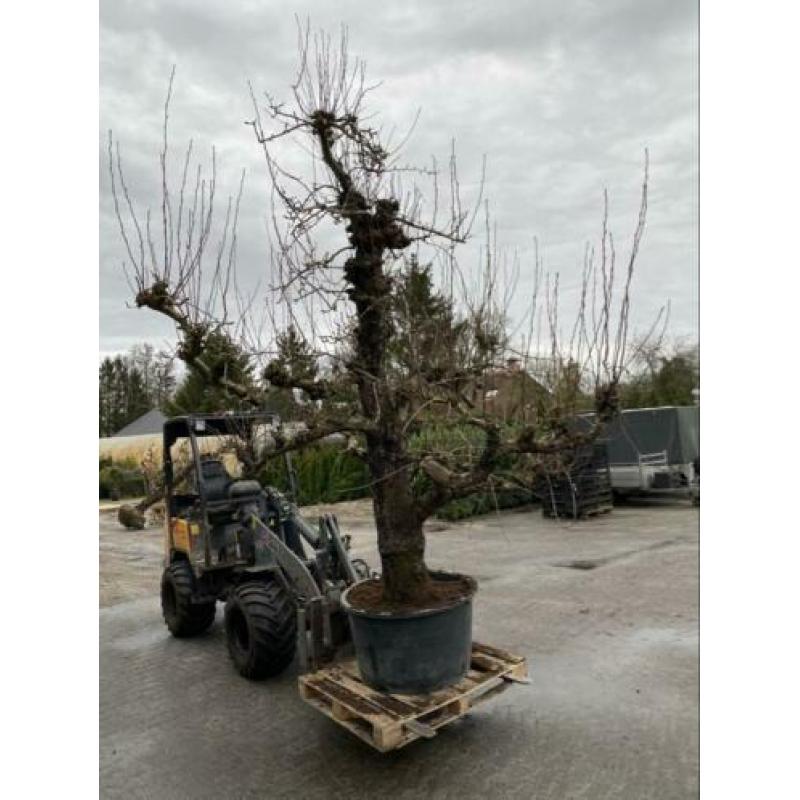 Oude peren. In 1949 geplant. Oude fruitbomen appel,kers,Peer