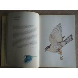 Lambert's Vogels van bos en tuin