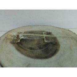 Gecko skelet +/- 20cm