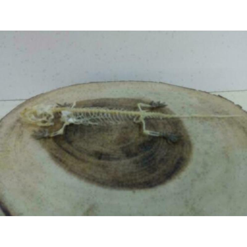 Gecko skelet +/- 20cm