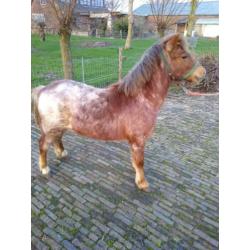 Hengst jaarling shet/welsh.