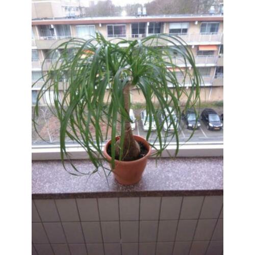 Beaucarnea ( olifantepoot/ nolina)