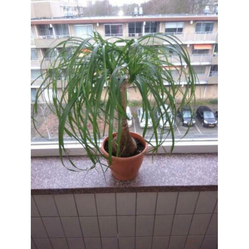 Beaucarnea ( olifantepoot/ nolina)