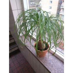 Beaucarnea ( olifantepoot/ nolina)
