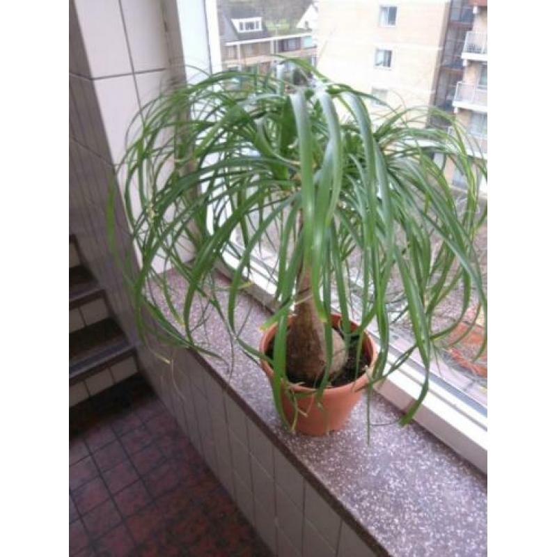 Beaucarnea ( olifantepoot/ nolina)
