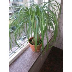 Beaucarnea ( olifantepoot/ nolina)