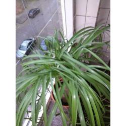 Beaucarnea ( olifantepoot/ nolina)