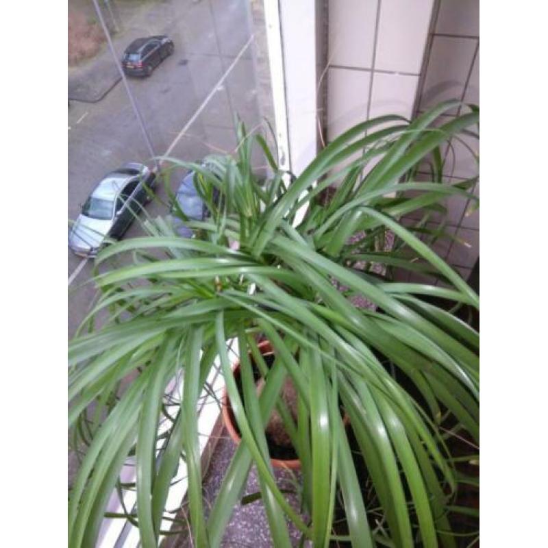 Beaucarnea ( olifantepoot/ nolina)