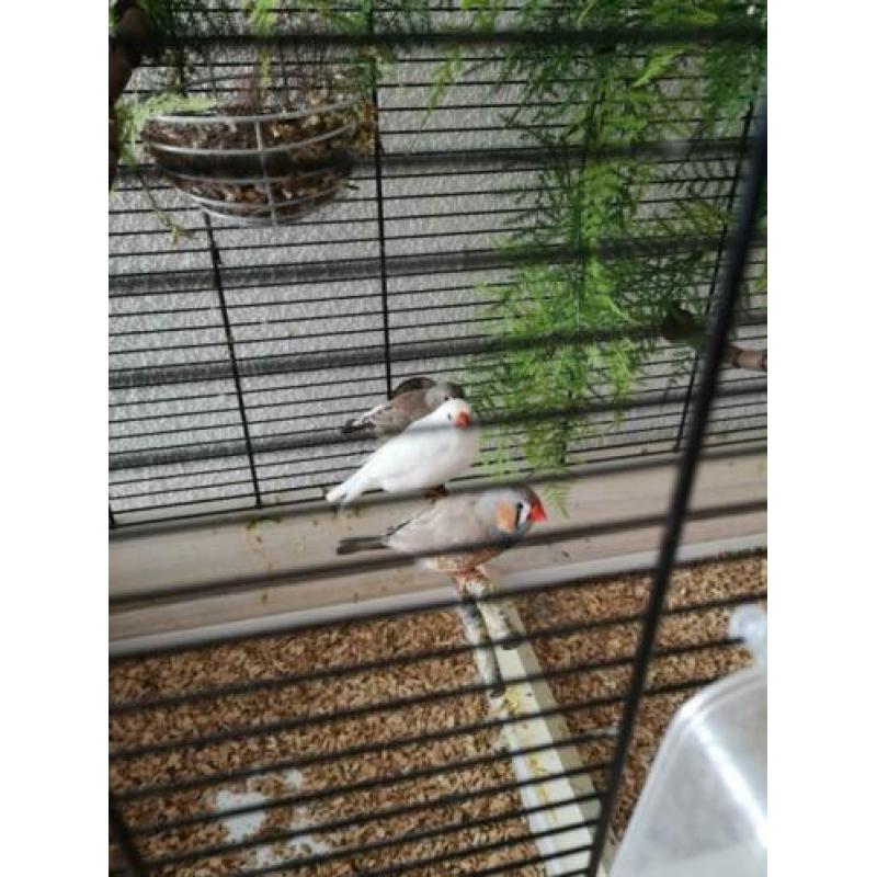 zebravinken met 2 jongen