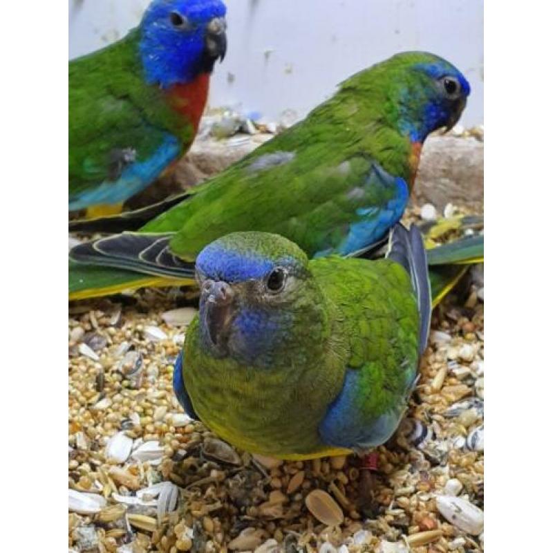 Te koop koppel splendid parkieten wild kleur.