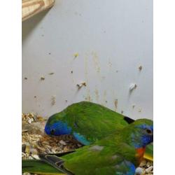 Te koop koppel splendid parkieten wild kleur.