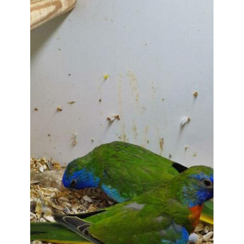 Te koop koppel splendid parkieten wild kleur.