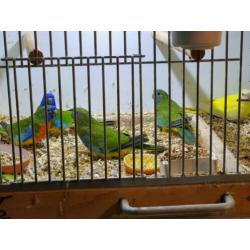Te koop koppel splendid parkieten wild kleur.