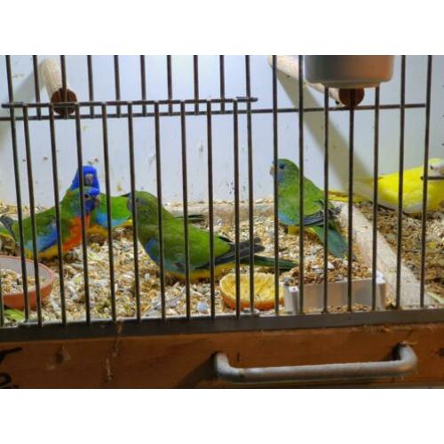 Te koop koppel splendid parkieten wild kleur.