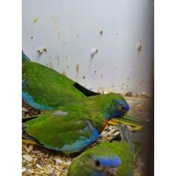 Te koop koppel splendid parkieten wild kleur.