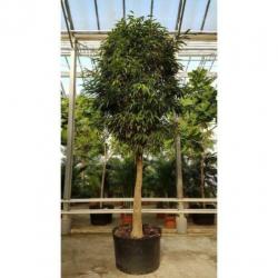 Ficus Maclellandii 'alii' - Jungle Boom 340-350cm art16321