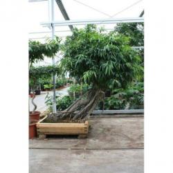 Ficus Maclellandii 'alii' - Jungle Boom 340-350cm art16321