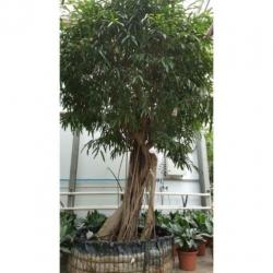 Ficus Maclellandii 'alii' - Jungle Boom 340-350cm art16321