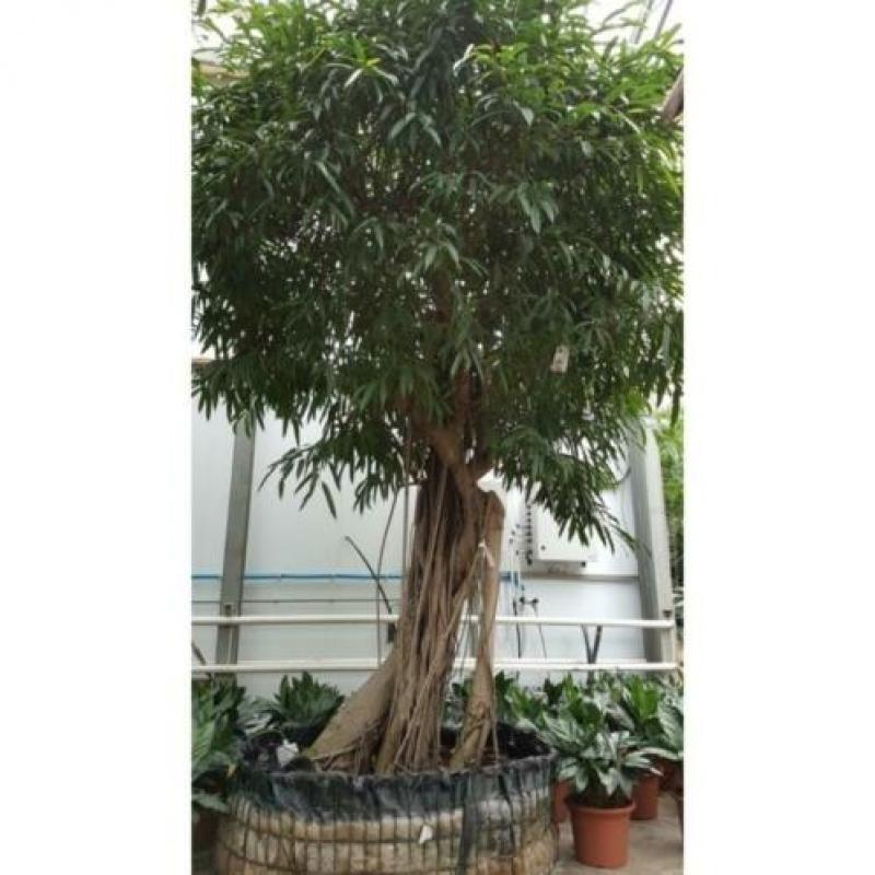 Ficus Maclellandii 'alii' - Jungle Boom 340-350cm art16321