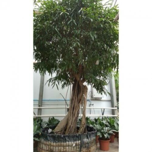 Ficus Maclellandii 'alii' - Jungle Boom 340-350cm art16321
