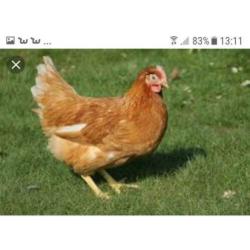 Knuffelkippen.................