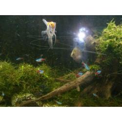 aquarium met onderkast