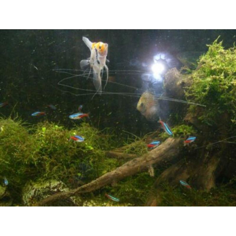 aquarium met onderkast