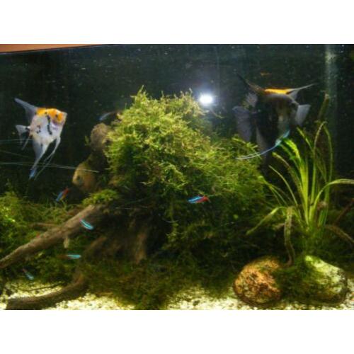 aquarium met onderkast
