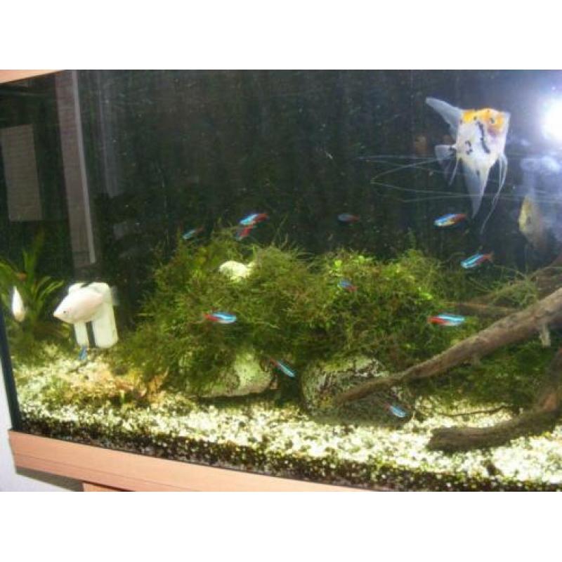 aquarium met onderkast