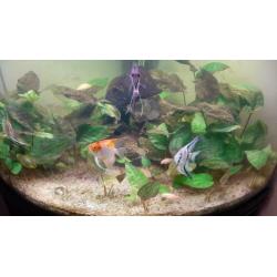 Aquarium juwel 190L hoek met kast