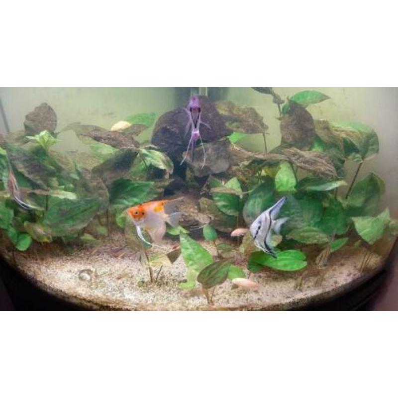 Aquarium juwel 190L hoek met kast