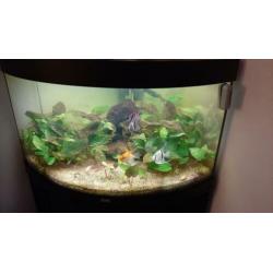 Aquarium juwel 190L hoek met kast