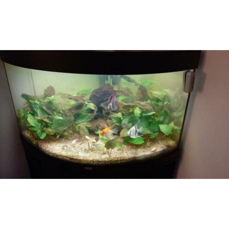 Aquarium juwel 190L hoek met kast