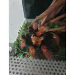 Diverse vogelspinnen te koop.
