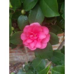 camillia
