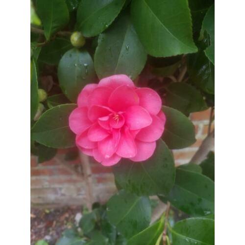 camillia