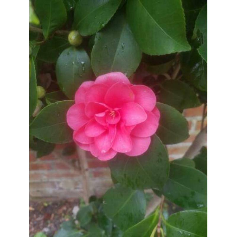 camillia