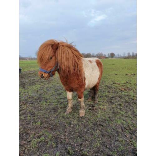 * Fries hengst veulen / mini pony's