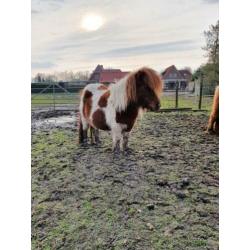 * Fries hengst veulen / mini pony's